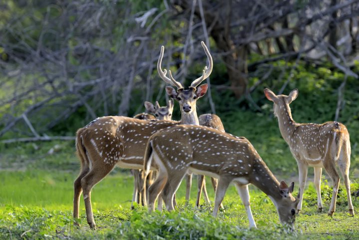 Axis Hunts - Farrell Ranch