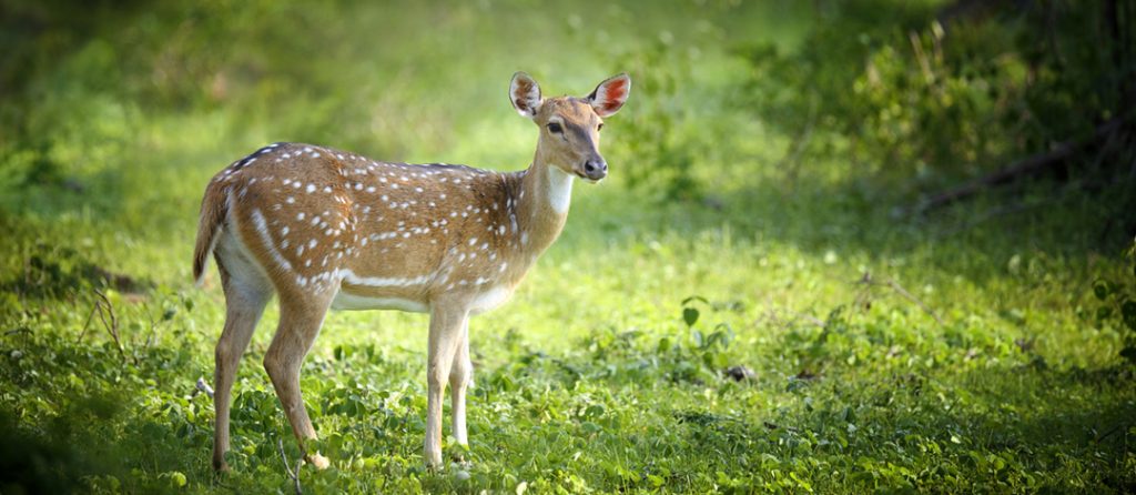 Texas Meat Hunts - Farrell Ranch