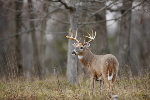 Whitetail Hunts - Farrell Ranch